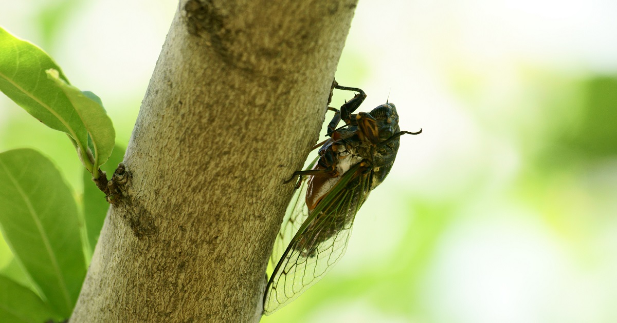 For The First Time In 221 Years, A Rare Double Emergence Of Cicadas Is