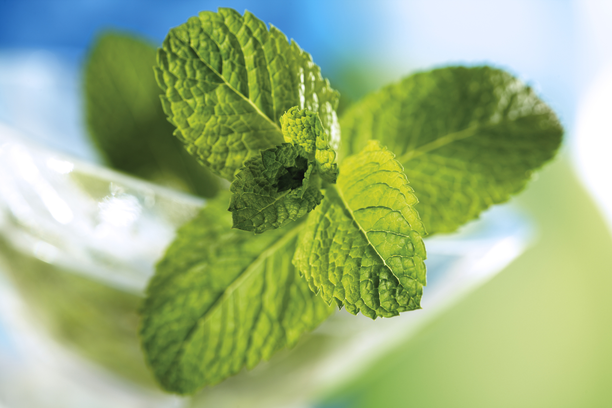 19 Types of Mint & How to Use Them for a Cool Punch of Flavor