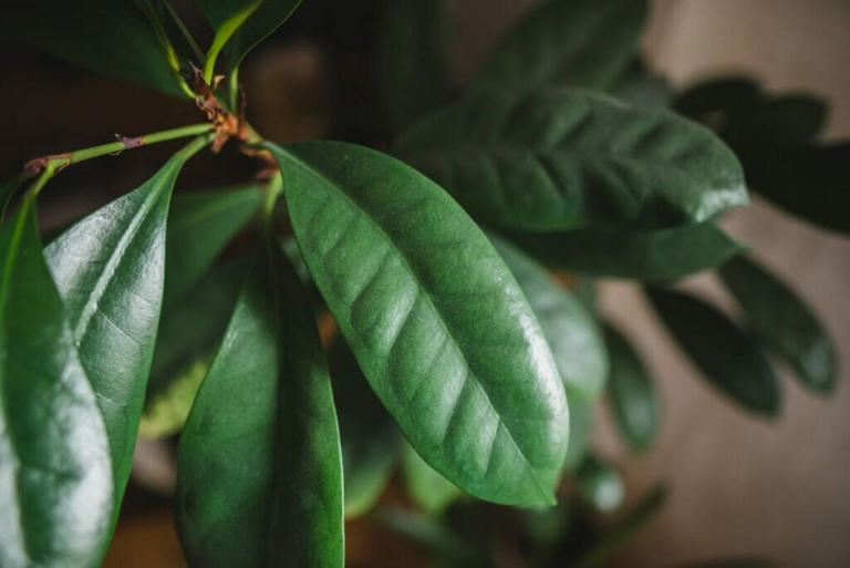 17 Best Types of Ficus Tree to Grow at Home