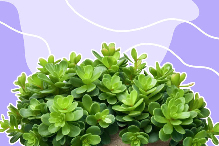 17 Popular Types of Jade Plants to Grow