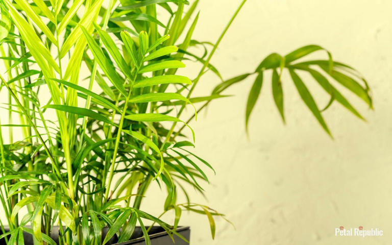 10 Common Reasons for Yellowing Leaves on Parlor Palm Plants