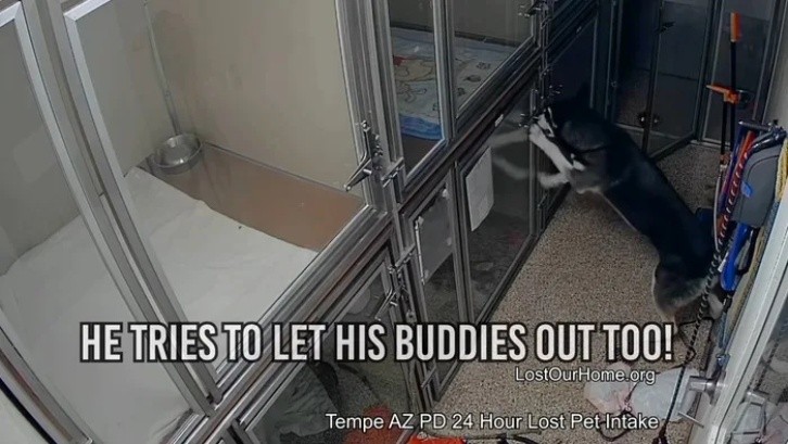video: perro escapa del refugio e intenta liberar a sus amigos