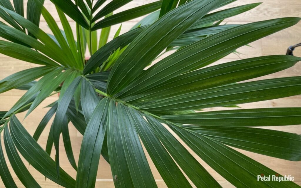 Where To Position Kentia Palms For Optimal Care & Feng Shui Benefits