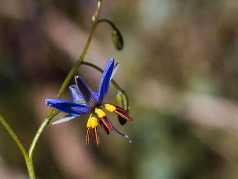 50 Amazing Australian Native Flowers And Plants