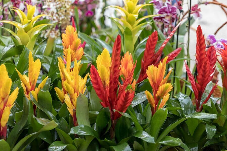 Best Soil Types For Bromeliad Plants To Thrive