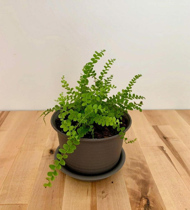 26 Best Types Of Indoor Ferns To Grow At Home