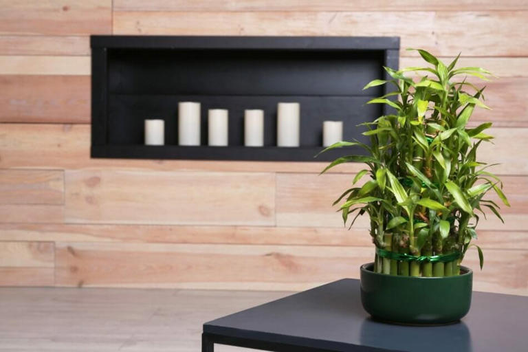 15 Best Feng Shui Plants For Business Success