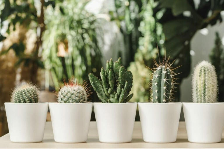 15 Amazing Uses and Benefits of Cactus Plants