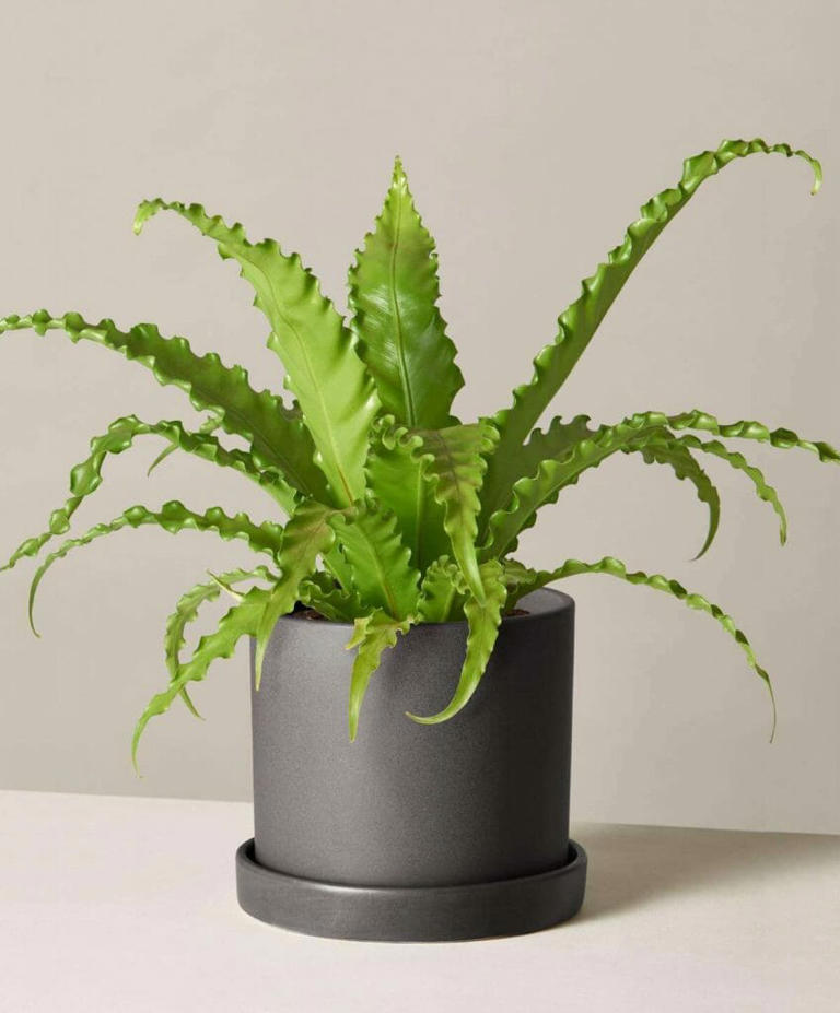 26 Best Types Of Indoor Ferns To Grow At Home