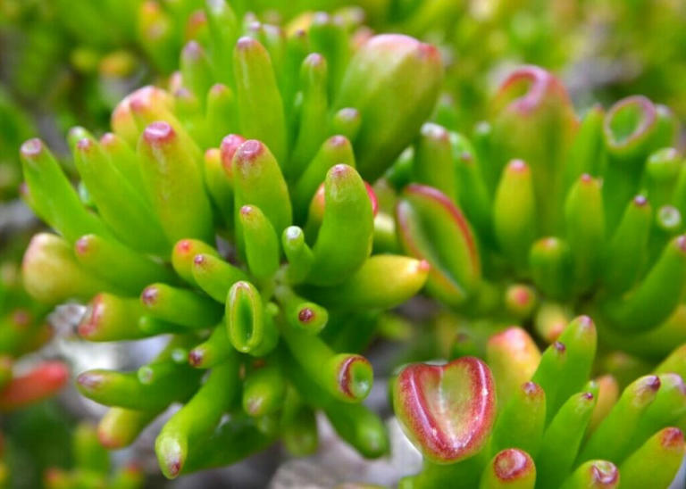 17 Popular Types of Jade Plants to Grow