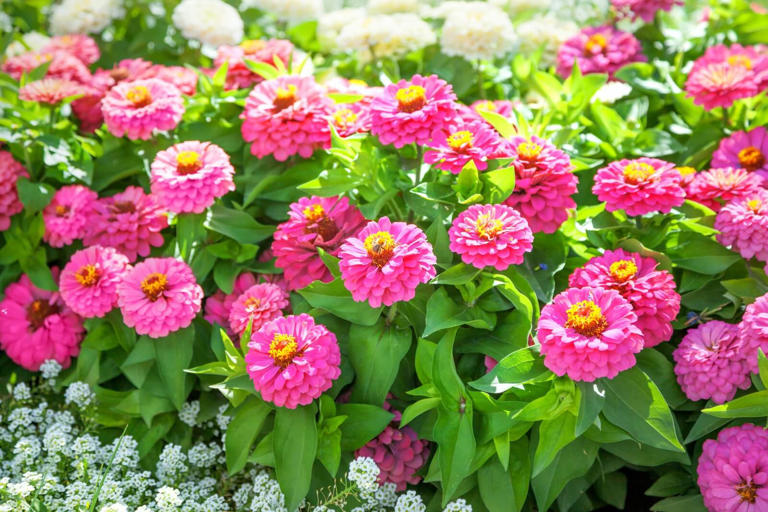 How to Fertilize Zinnias for Healthy, Vibrant Flowers