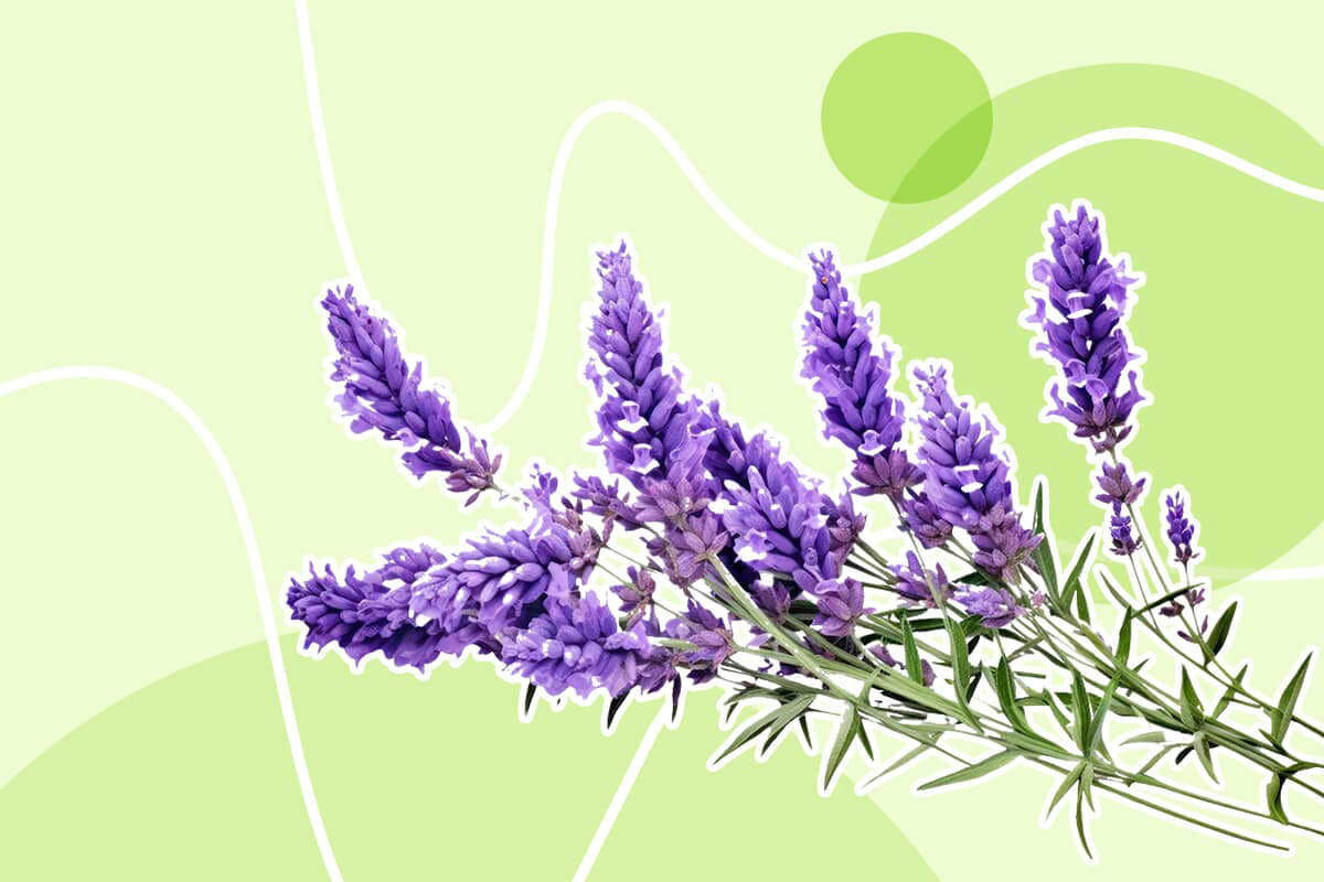 15 Incredible Lavender Plant Uses & Benefits