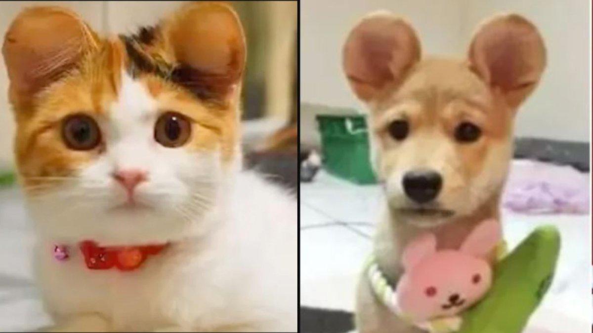 tren kejam anabul di tiongkok telinga kucing and anjing dioperasi plastik agar mirip mickey mouse