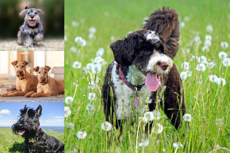 50 Best Hypoallergenic Dog Breeds That Don't Shed