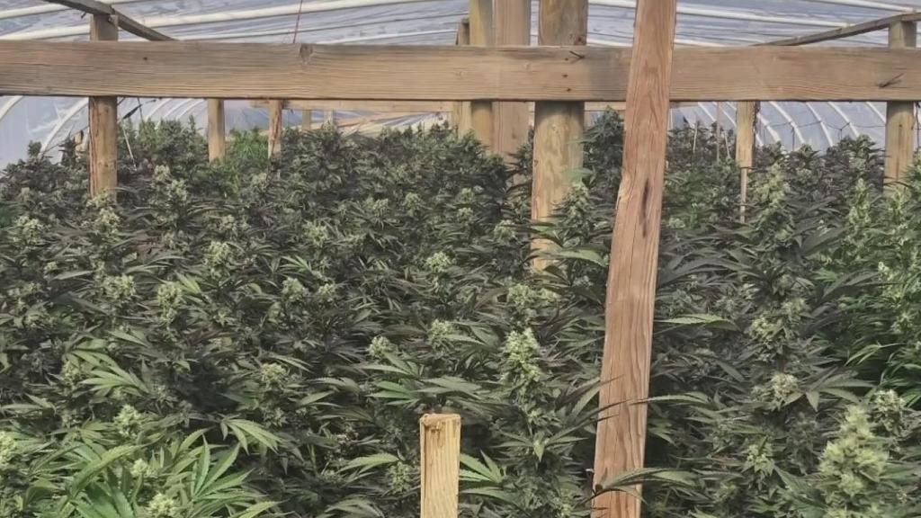 Task Forced Seized $312M Worth Of Pot From Illegal California Grow ...