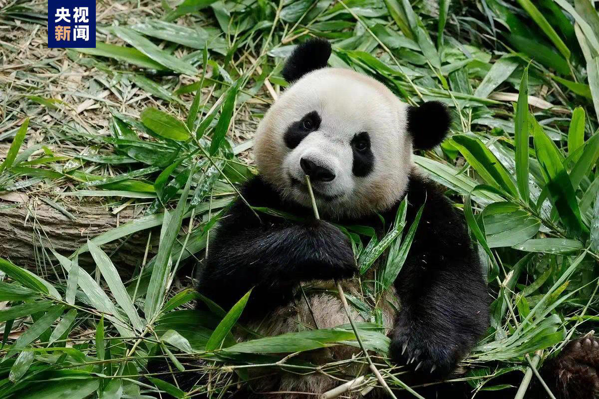 旅英大熊猫“阳光”和“甜甜”抵达成都，回到阔别12年的“老家”，过几天旅德大熊猫也要回来啦_合作_中国_动物园