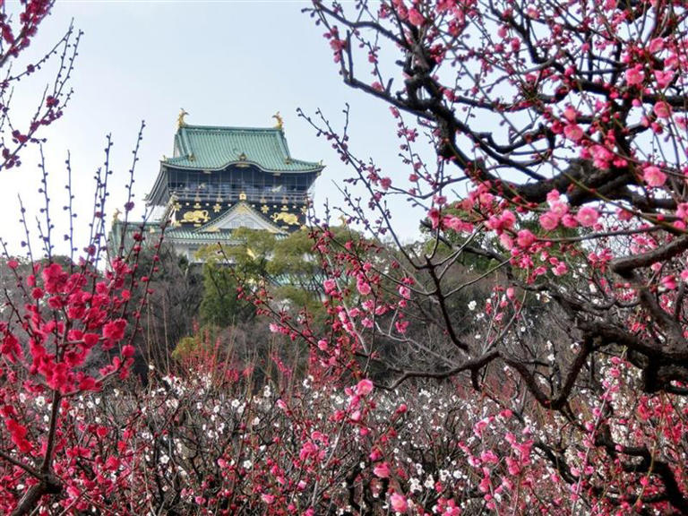 大阪1月下旬即進入梅花季，花期會持續到3月中旬左右。（圖／晶華國際酒店集團提供）