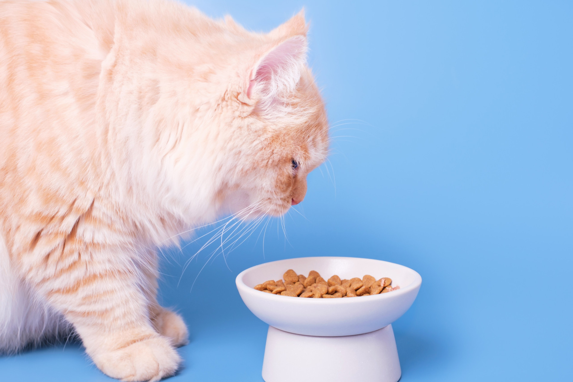 Is your cat bad for the environment? Biology Diagrams