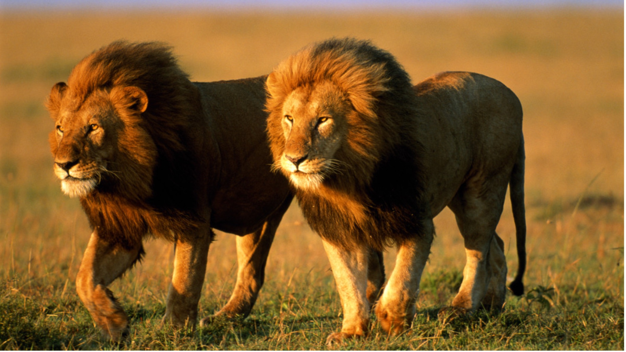 Лева 2 часа. Африканский Лев. Лев в Африке. Животные Африки Лев. Два Льва.