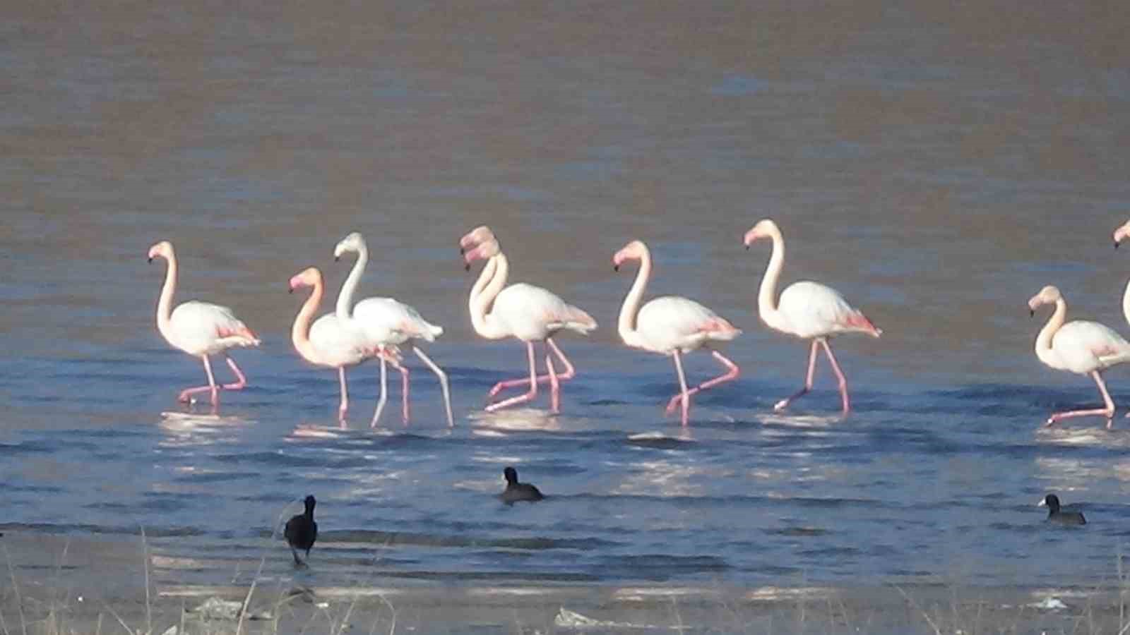 flamingolar artık kışın da van gölü havzasında kalıyor