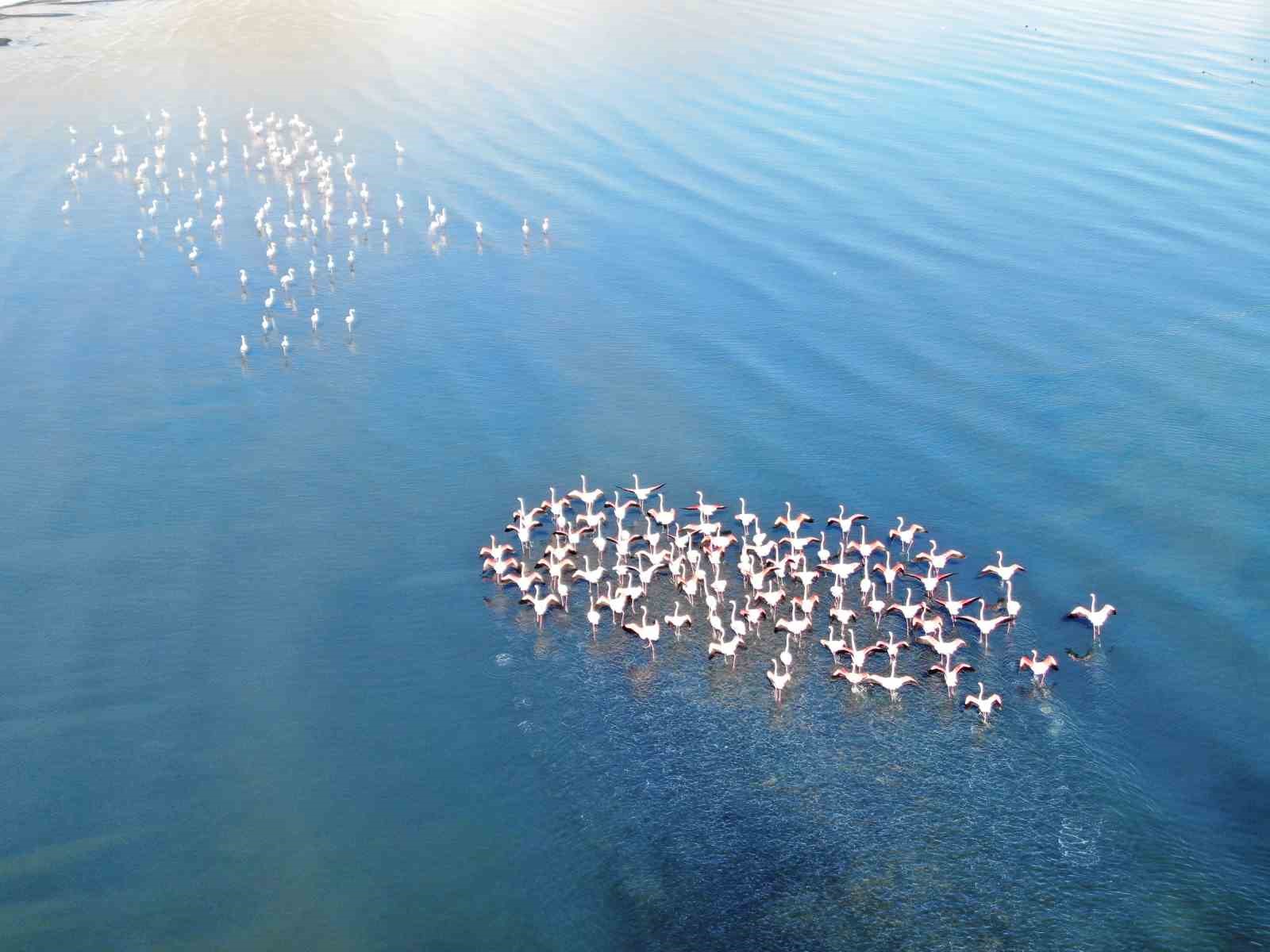 flamingolar artık kışın da van gölü havzasında kalıyor