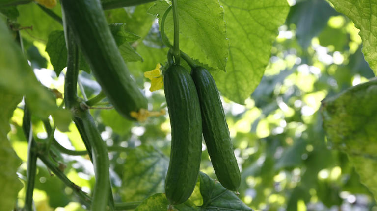 The Best Vegetables To Grow In Your Upside-down Garden