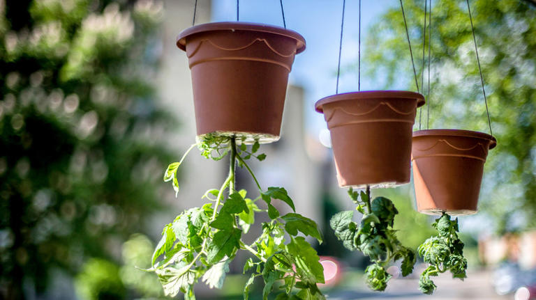 The Best Vegetables To Grow In Your Upside-down Garden