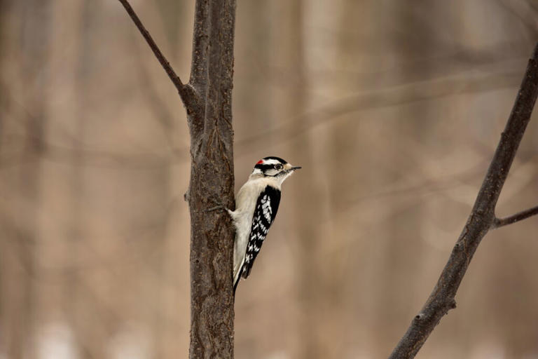 Small Birds In Florida: 22 Beautiful Natural Examples