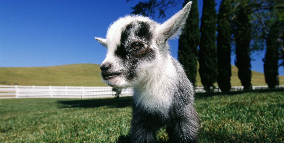 you-re-kidding-me-video-shows-baby-goat-running-5k