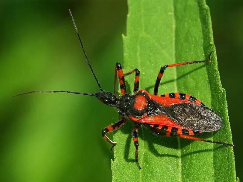 Beware of the World's Most Dangerous Insects