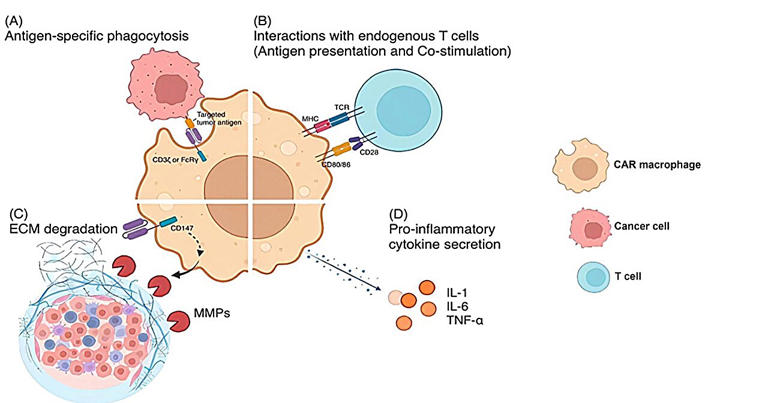 The front line of cancer warfare: CAR-T vs. CAR-macrophage therapies