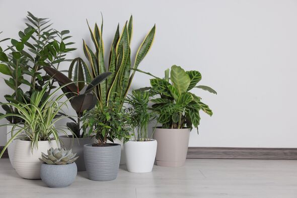 Martha Stewart Says These Six 'easy' Houseplants Can 'thrive For Decades'