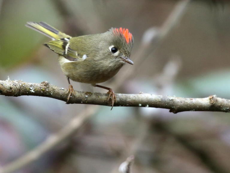 Small Birds In Florida: 22 Beautiful Natural Examples