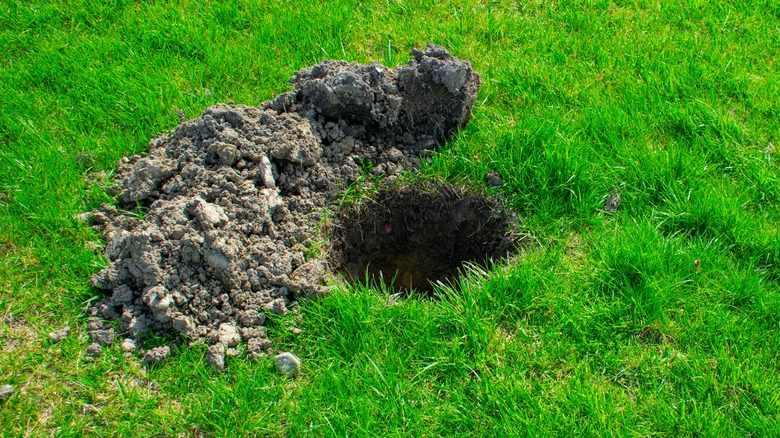 How To Tell Which Pest Is Creating Holes In Your Yard (And How To Fix ...