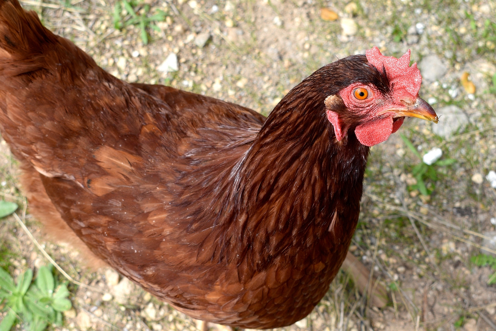 10 Best Chicken Breeds for Eggs