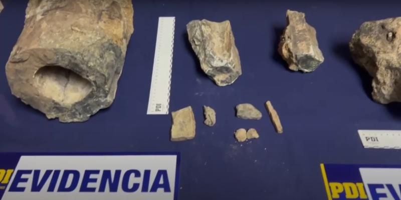 familia mostraba la colección en tiktok: pdi incautó más de 30 fragmentos fósiles de dinosaurios en san clemente