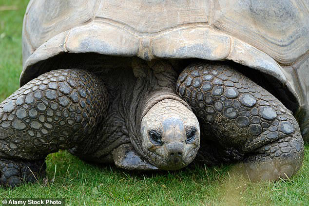 The bodies of seven tortoises worth £70,000 may have been dumped in a ...