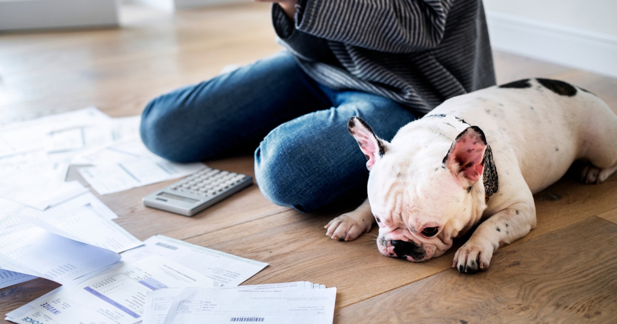 5 gode råd: sådan sikrer du, din hund har det godt, imens du sparer penge