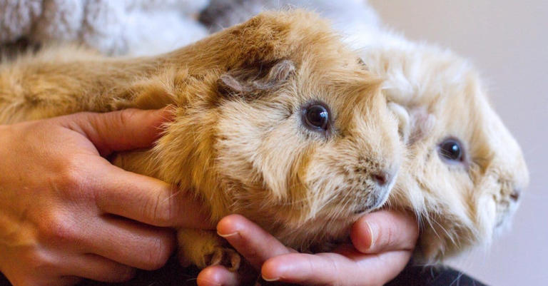 6 Things To Know Before Adopting A Satin Guinea Pig