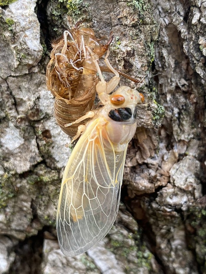 For The First Time In 221 Years, A Rare Double Emergence Of Cicadas Is