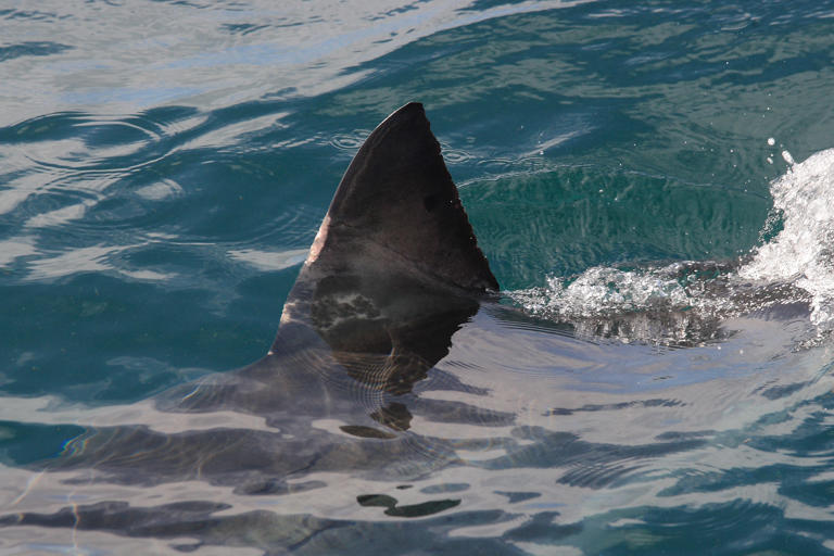 Danger in the water: Fatal attacks, bites from sharks rose in 2023 ...