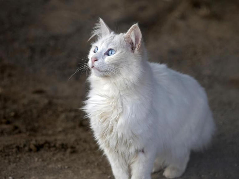 45 Cat Breeds With the Friendliest Personalities