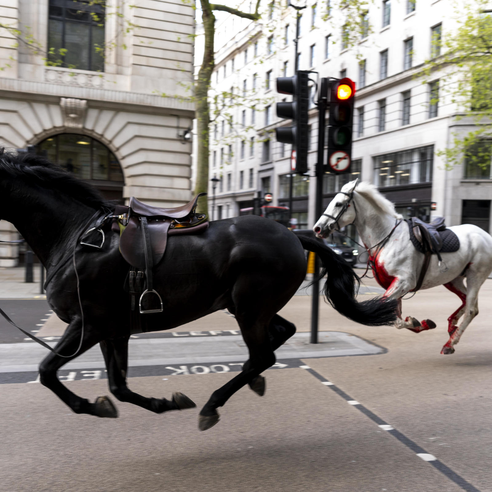 At Least 4 People Injured As Military Horses Run Loose In Central London