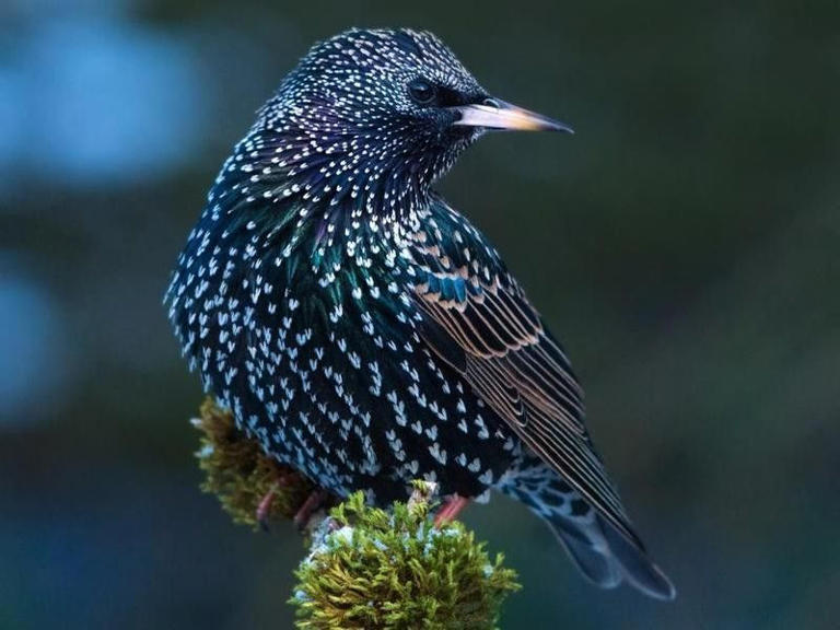 Fascinating Bird Facts for the Birder in All of Us