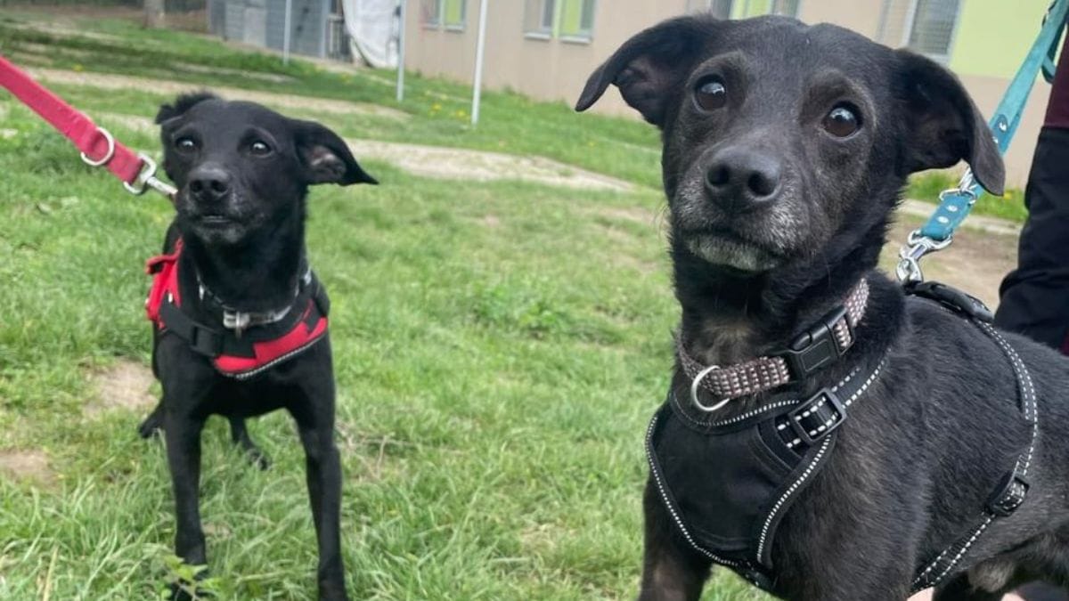 après avoir vécu sans sorties et sans soins pendant longtemps, ces deux chiens aimeraient connaître la vraie vie
