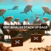 XRP whales stock up on 600M tokens - Here