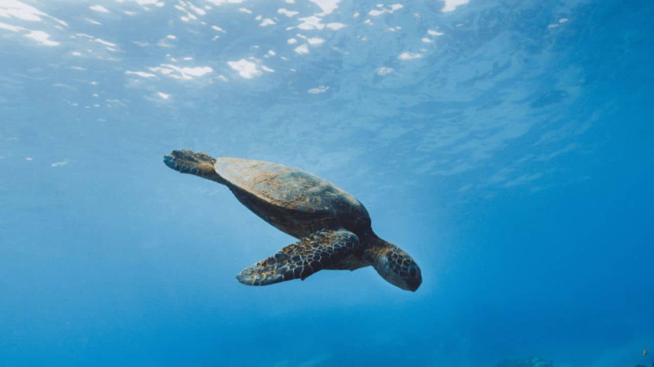 <p>For an underwater adventure, head to the <a href="https://explorersaway.com/things-to-do-in-the-galapagos-islands/">Galápagos Islands</a> off the coast of Ecuador, a UNESCO World Heritage Site renowned for having unmatched biodiversity that served as the inspiration for Darwin’s Theory of Evolution. Dive with hammerhead sharks, sea lions, marine iguanas, and other unique marine species in the crystal-clear waters of the Galápagos.</p>