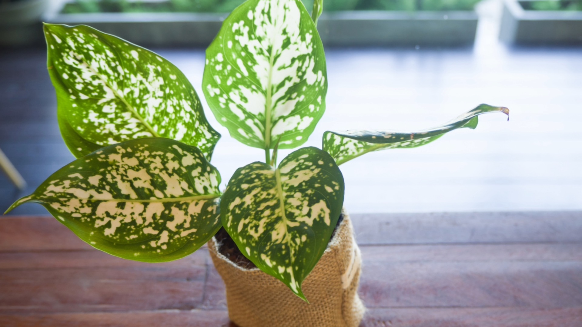 In photos: First-ever 'living air purifier' to combat indoor pollution