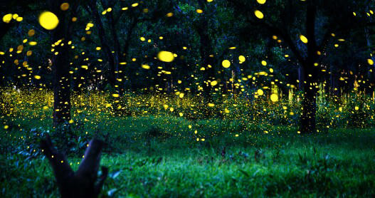 A unique species, synchronous fireflies actually coordinate their light display.