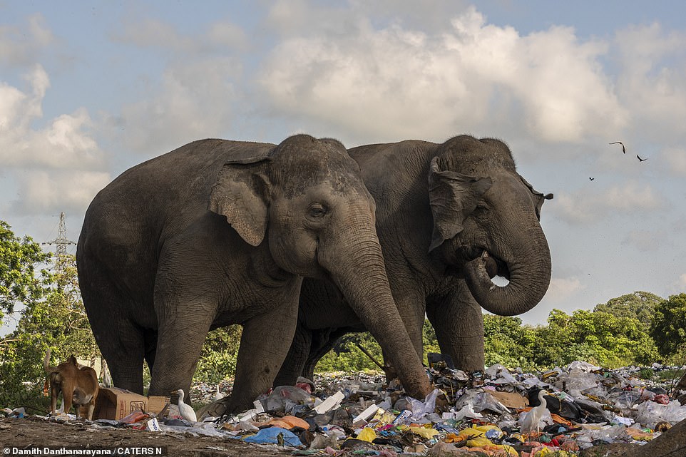 Tragic images show elephants scavenging through garbage in Sri Lanka